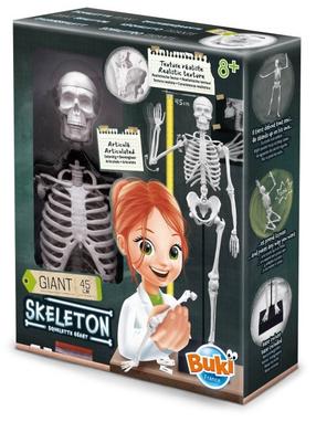 Žaidimas anatomijos laboratorija, skeletas Buki, balta