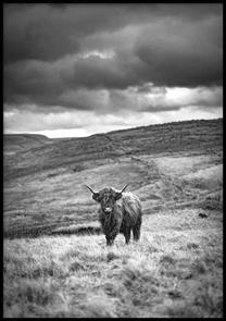 Paveikslas DecoKing Highland, 70 cm x 100 cm