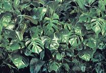 Fototapetas Komar Verdure, 368 cm x 254 cm