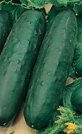 Seemned Horticom, kurgid, 3 g