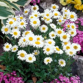 Gėlė astras White, 25 cm, ø11 cm