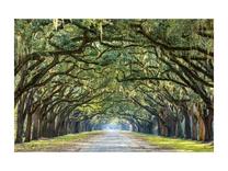 Foto paveikslas Trees I, 120 cm x 80 cm