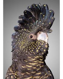 Foto paveikslas Mondex, 50 cm x 70 cm