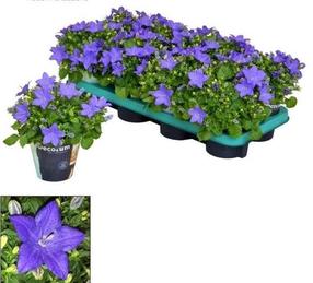 Gėlė vazone katilėlis Blue, 20 - 25 cm, ø11 cm