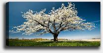 Paveikslas Wallity YTY1233464_50120, 120 cm x 50 cm