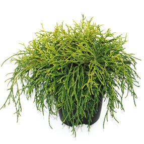 Puskiparisis SUNGOLD, 40 cm, ø17 cm