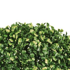 Dirbtinis augalas Atmosphera Buxus, žalia sp., 38 cm x 38 cm