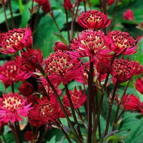 Gėlė astrantija Major Red, 25 cm, ø11 cm