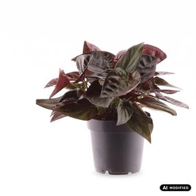 Augalas singonis Syngonium Red Arrow, 20 cm, ø12 cm