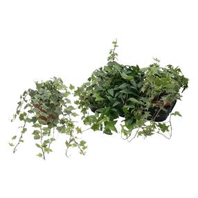 Augalas gebenė Mix, 23 - 28 cm, ø13 cm, (spalva/dizainas parenkami atsitiktine tvarka)