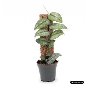 Augalas monstera Rhaphidophora Hongkongensis Variegata 1pp, 46 cm, ø14 cm