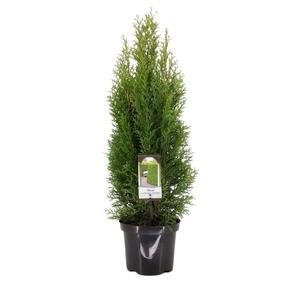 Tuja SMARAGD, 60 - 80 cm, ø17 cm