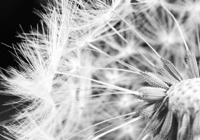 Fototapetas Artgeist Black And White Dandelion, 280 cm x 280 cm