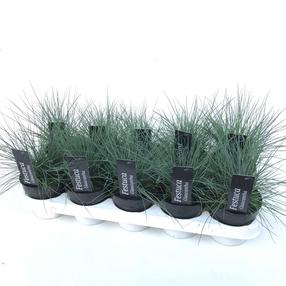 Gėlė eraičinai Mix, 25 cm, ø10.5 cm, įvairių spalvų