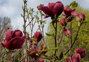 Krūmas magnolija GENIE, 35 cm, ø17 cm