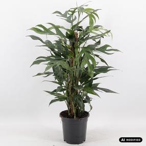 Augalas skindapas Epipremnum Pinnatum Baltic Blue, 60 cm, ø17 cm