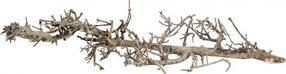 Akvārija dekorācija Terra Natura South Root 42050, brūna krās., 15 cm