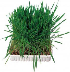 Väikeloomade toit Trixie Small Animal Grass, närilistele, 0.1 kg