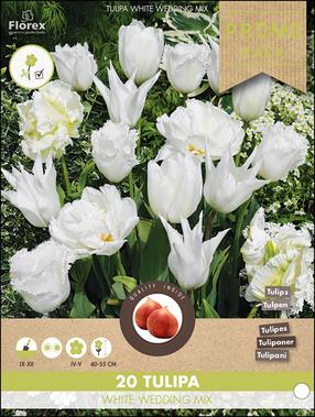Svogūninės gėlės tulpė WHITE WEDDING MIX, 11 - 12 mm, 20 vnt.