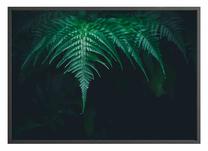Paveikslas DecoKing Plantae, 50 cm x 70 cm