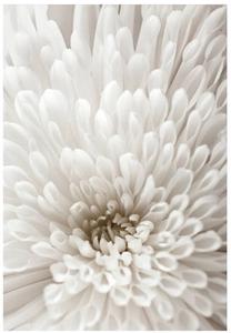 Foto paveikslas White Flower, 50 cm x 70 cm