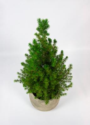 Eglė DECEMBER, 60 - 80 cm, ø32 cm