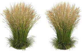 Augalas lendrūnas Karl Foerster, 25 - 35 cm, ø17 cm