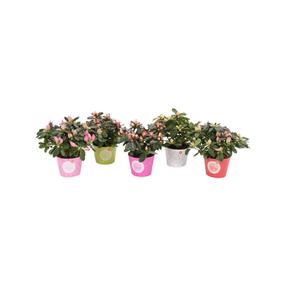 Krūmas azalija MIX, (spalva/dizainas parenkami atsitiktine tvarka), ø32 cm, 50 cm