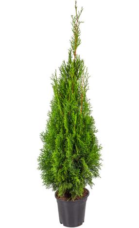 Tuja SMARAGD, 100 - 120 cm, ø23 cm