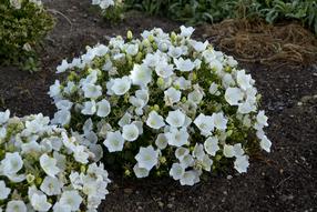 Gėlė katilėlis White, 25 cm, ø13 cm