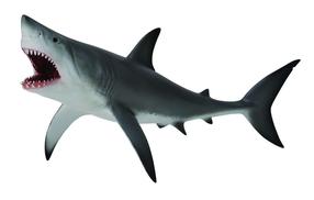 Žaislinė figūrėlė Collecta Great White Shark 88729, 19 cm, balta sp./pilka sp.