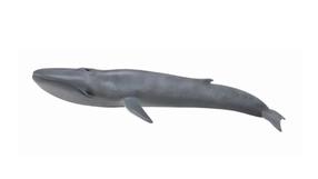 Фигурка-игрушка Collecta Blue Whale 88834