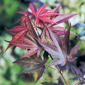 Klevas ATROPURPUREUM, 40 - 60 cm, ø23 cm