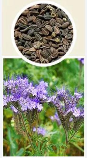 Семена для газона Phacelia Common Stala Phacelia, 0.1 кг