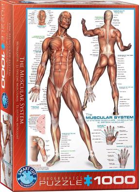 Dėlionė Eurographics Muscles, 67.3 cm x 48.9 cm, 1000 vnt., įvairių spalvų
