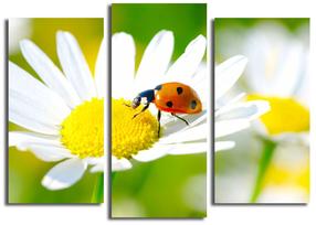 Reprodukcija Wallity 3PATK-77, 66 cm x 45 cm