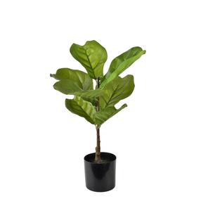 Dirbtinis augalas vazone, fikusas Mondex Viridis, žalia sp., 56 cm x 13 cm