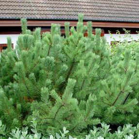 Pušis MUGHUS, 20 - 25 cm, ø17 cm