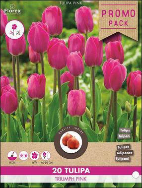 Svogūninės gėlės tulpė TRIUMPH PINK, 11 - 12 mm, 20 vnt.