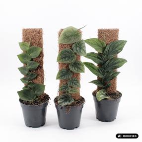 Augalas monstera Raphidophora & Monstera Dubia mix, 46 cm, ø14 cm, (spalva/dizainas parenkami atsitiktine tvarka)