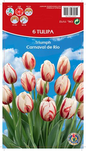 Sīpolu ziedi tulpes CARNAVAL DE RIO, 11 - 12 mm, 6 gab.