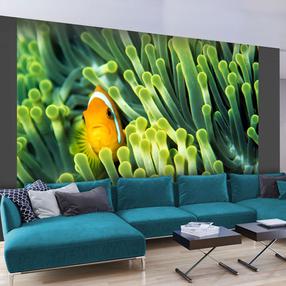 Fototapetas Artgeist Anemonefish XLFTNT1013, 193 cm x 250 cm