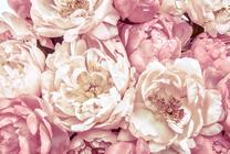 Fototapetas Komar Peonies XXL4-091, 368 cm x 248 cm