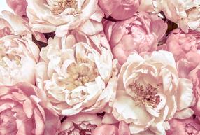 Fototapetas Komar Peonies XXL4-091, 368 cm x 248 cm