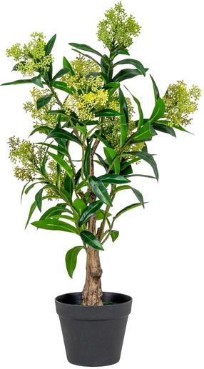 Dirbtinis augalas House Nordic Skimmia Tree, žalia sp., 75 cm
