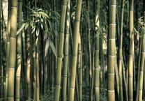 Fototapetas Artgeist Bamboo Exotic 4XLFT749, 280 cm x 400 cm