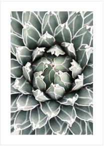 Foto paveikslas Succulent 1, 50 cm x 70 cm