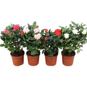 Gėlė vazone rožė Mix, 30 cm, ø18 cm, (spalva/dizainas parenkami atsitiktine tvarka)