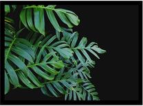 Foto paveikslas Monstera, 54 cm x 74 cm