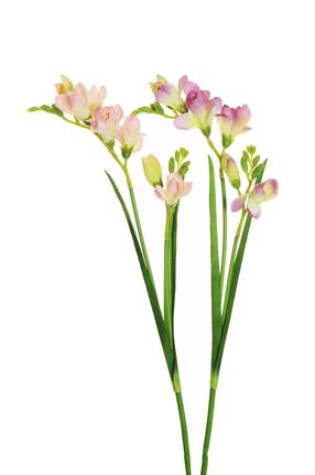 Dirbtinė gėlė, frezija, rausva sp./violetinė sp., 59 cm